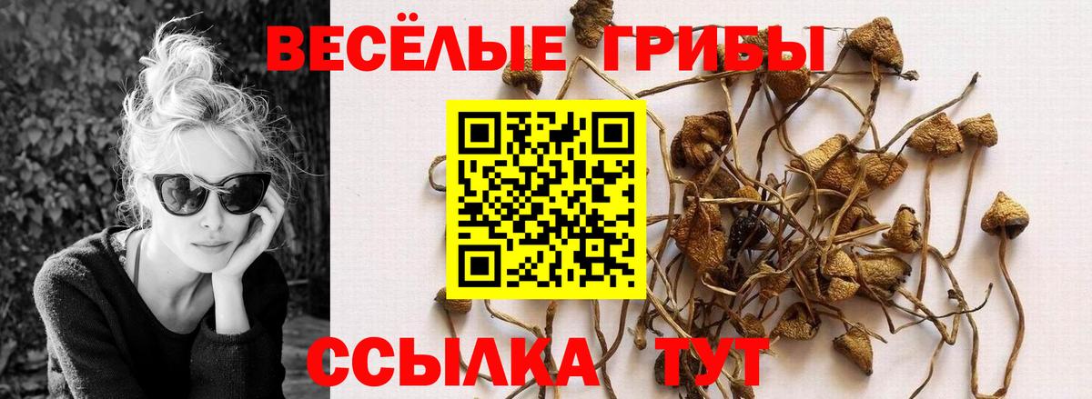 Галлюциногенные грибы Psilocybe Людиново